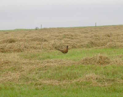 Wild Ring Necked Pheasant.